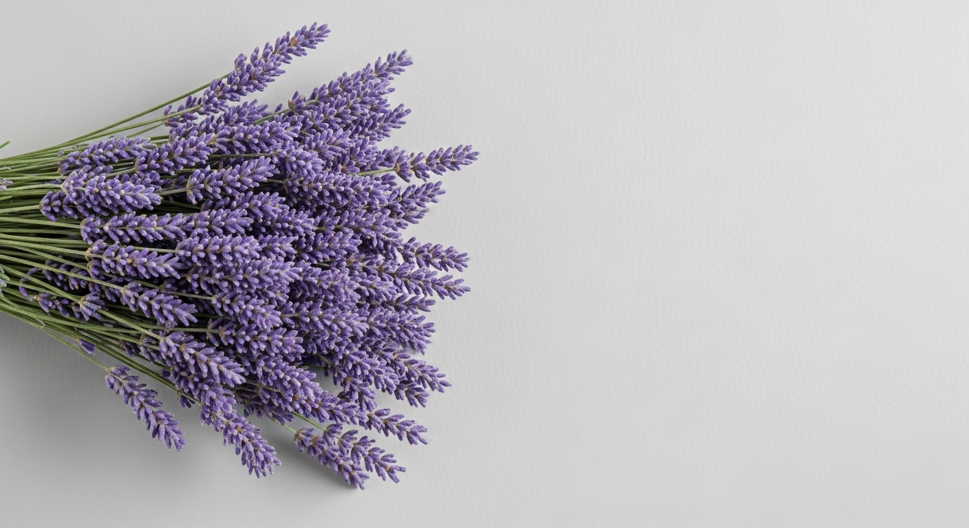Lavender – Delicate Yet Fresh