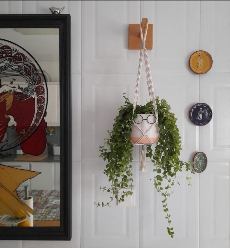 Hanging Plant Shelf